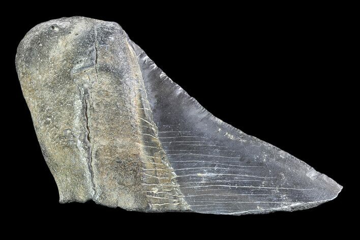 Partial Fossil Megalodon Tooth #89474